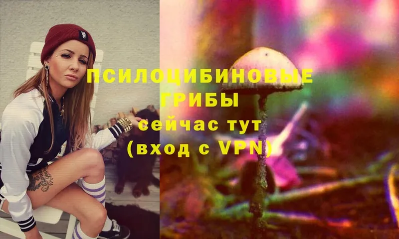 Галлюциногенные грибы Psilocybe  Шелехов 